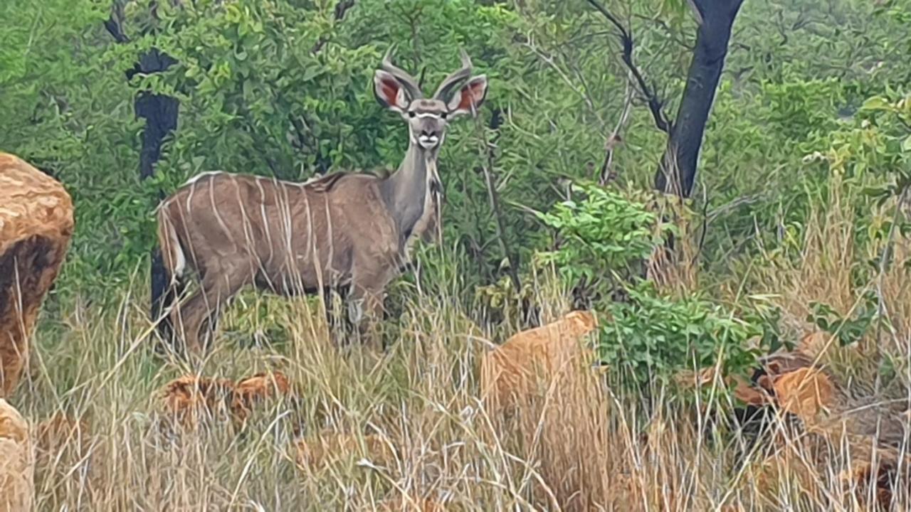 Holiday home 113 Zwartkloof Private Game Reserve