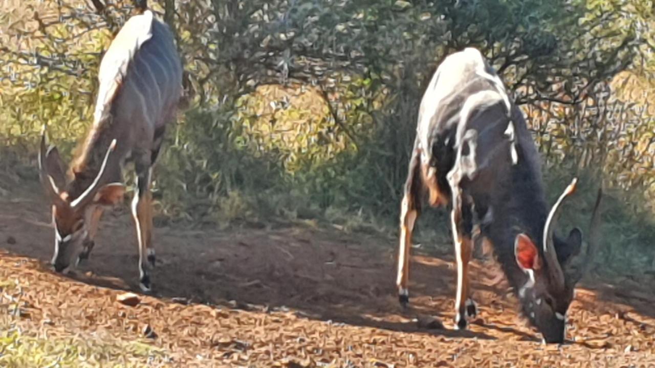 Holiday home 113 Zwartkloof Private Game Reserve *